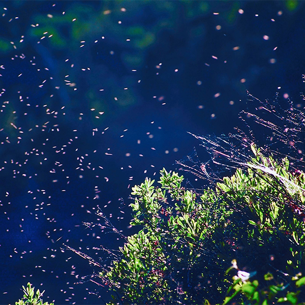midge flies swarm