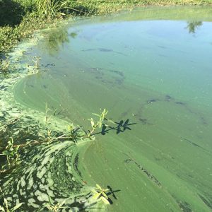 Harmful Algae Blooms and Cyanobacteria | Vertex Aquatic Solutions