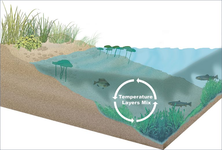Seasonal Changes in Ponds and Lakes Vertex Aquatic Solutions