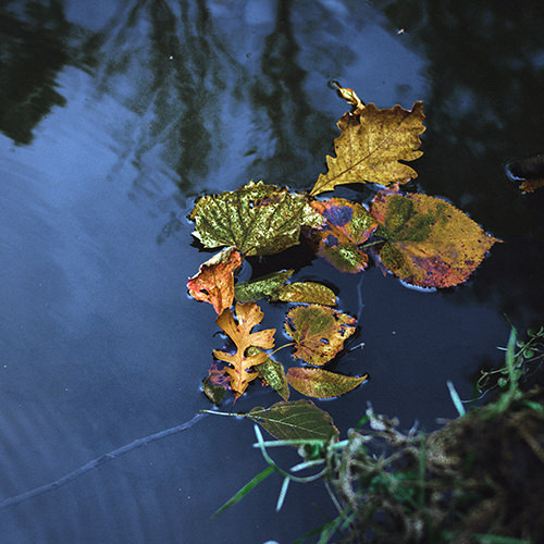 leaves in a lake