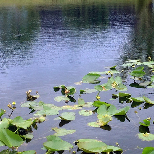 pond close-up with plants