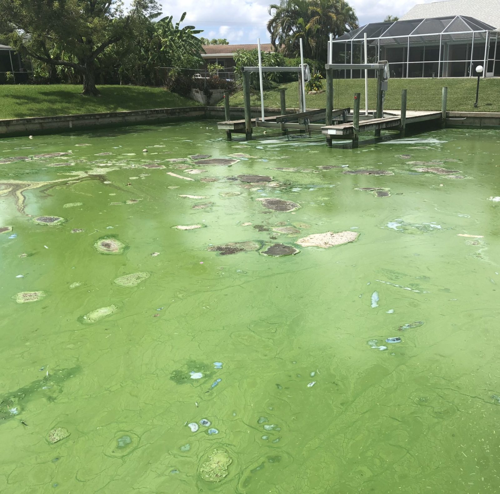 harmful algae bloom